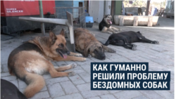 Нидерланды – первая страна в мире, где полностью решили проблему бродячих собак. И нет, их не убивают
